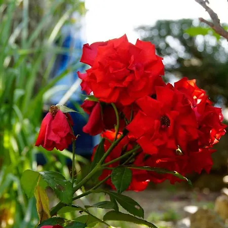 Ivos Apartman Sveti Petar